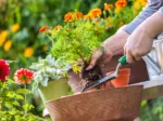 Hanging Baskets
