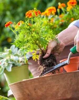 Hanging Baskets