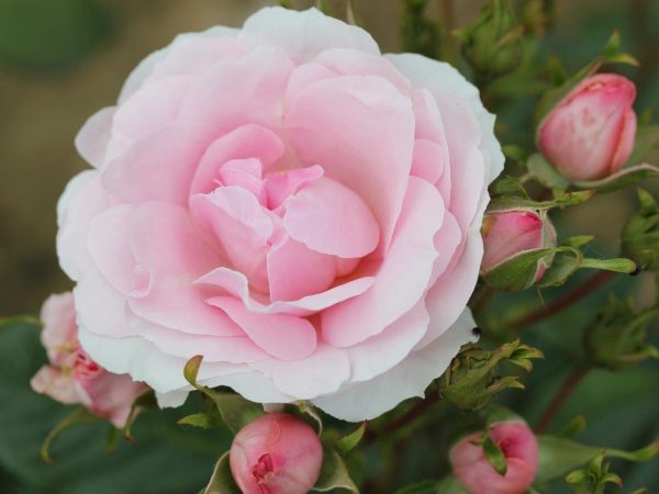Rosa floribunda Happy Silver Wedding (Frysilva) Living Gift-0