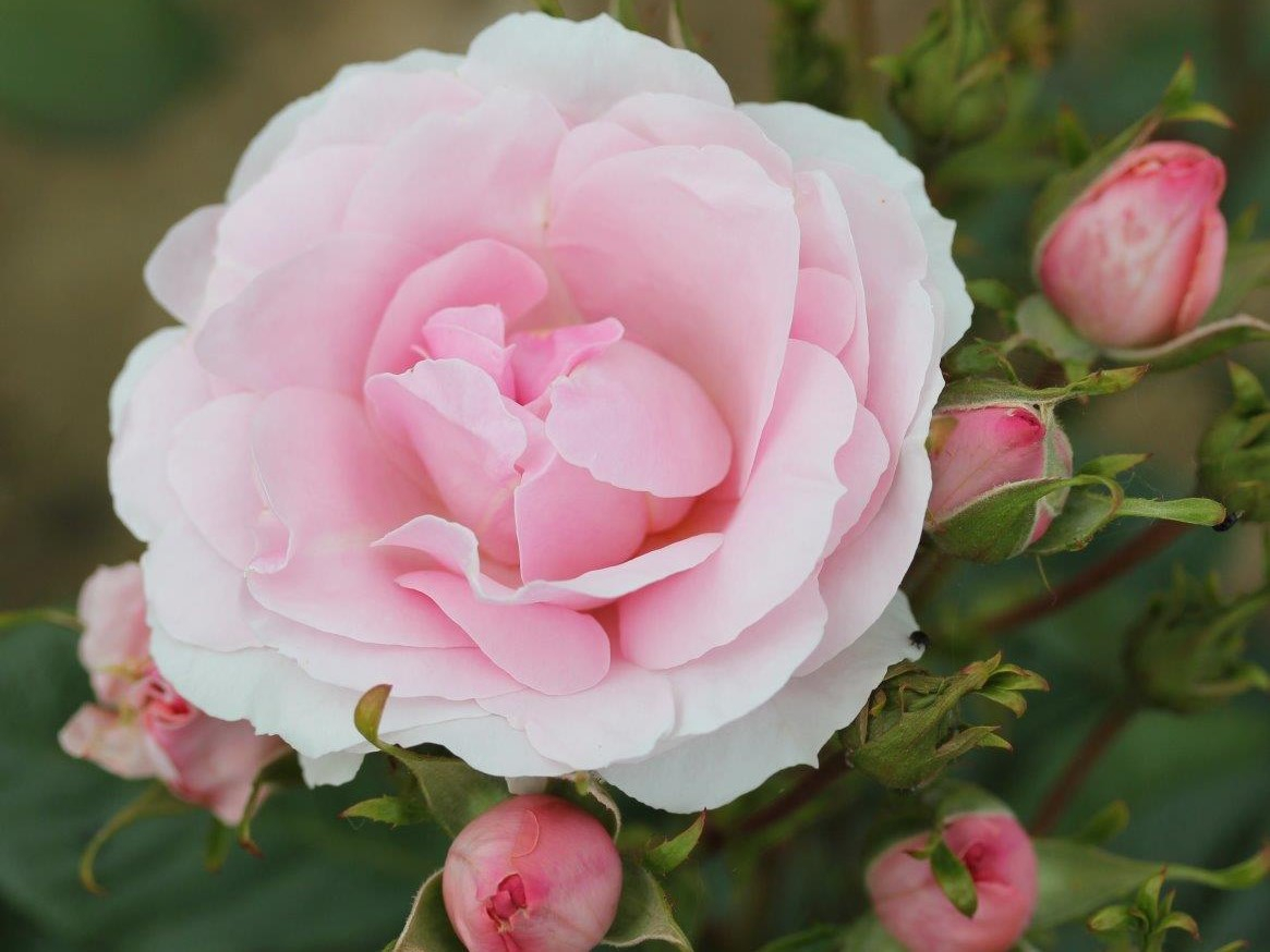 Rosa floribunda Happy Silver Wedding (Frysilva) Living Gift-0