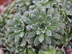 Saxifraga 'Hare Knoll Beauty'-0