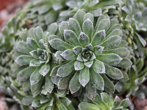 Saxifraga 'Hare Knoll Beauty'-0