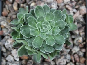 Saxifraga paniculata 'Harold Bevington'-0