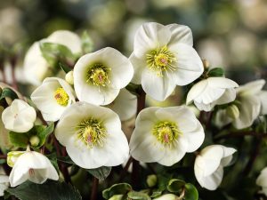 Helleborus HGC Ice n' Roses White Ivory-0