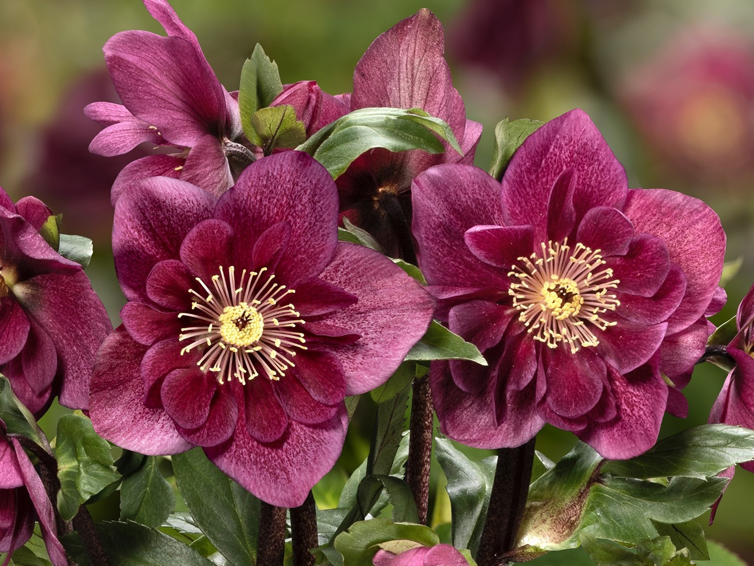 Helleborus x lemperii (Winter Ballet Series) HGC Frilly Ruby-0