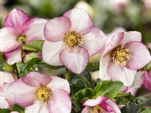 Helleborus x lemperii (Winter Ballet Series) HGC Frostfire-0