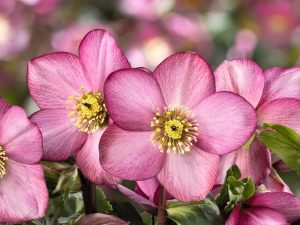 Helleborus x lemperii (Winter Ballet Series) HGC Pink Flare-0