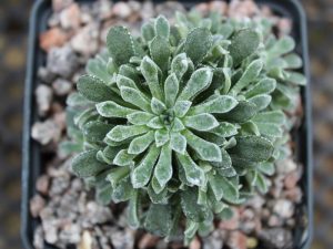 Saxifraga 'Hi-Ho Silver'-0