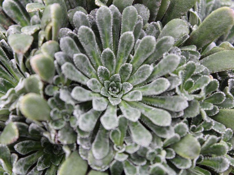 Saxifraga 'Ice Queen'-0