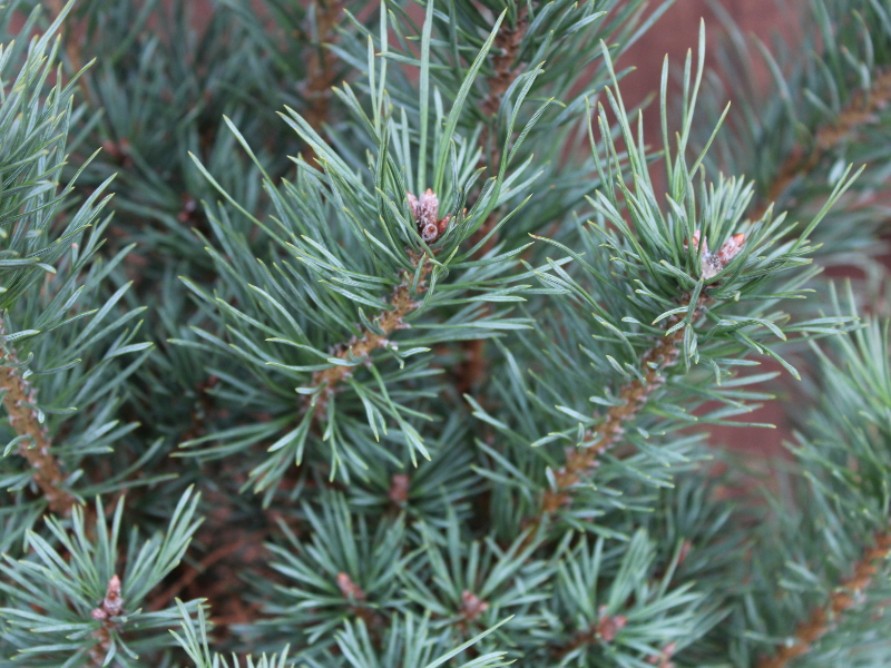 Pinus sylvestris 'Jansens Witch'-25880