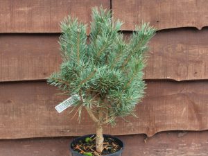 Pinus sylvestris 'Jansens Witch'-0