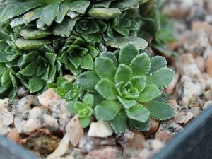 Saxifraga 'Jarmoir'-0