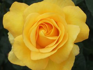 Rosa Hybrid Tea Keep Smiling aka My Lovely Mum (Fryflorida) Living Gift-0