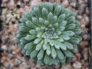 Saxifraga x beautyii 'Mercedes'-0