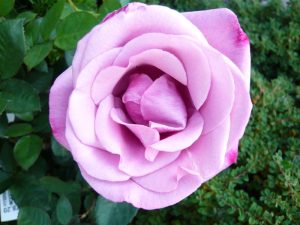 Rosa Hybrid Tea Moody Blue aka My Lovely Dad Living Gift-0