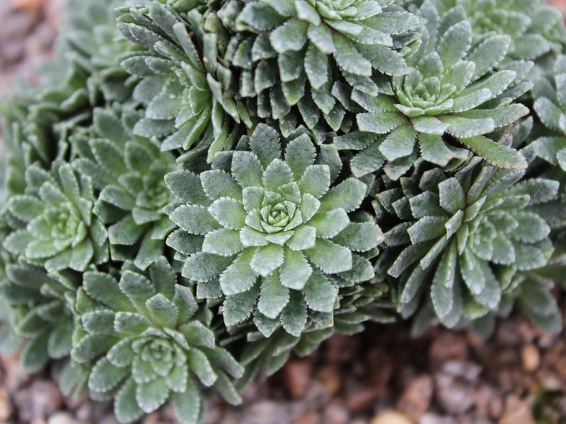 Mature plant