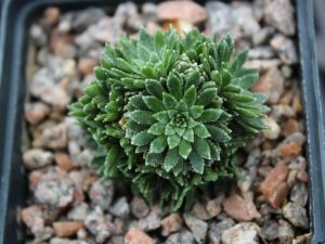 Saxifraga 'Niko Tinbergen'-0