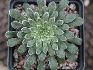 Saxifraga cochlearis 'Oh Yes'-0