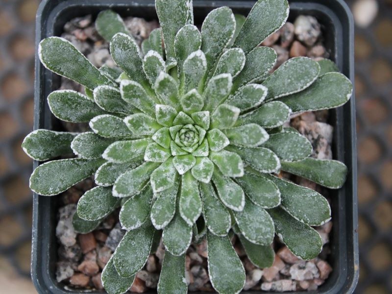 Saxifraga cochlearis 'Oh Yes'-0