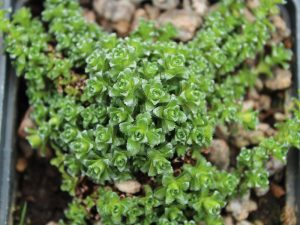 Saxifraga oppositifolia 'Alba'-0