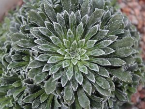 Saxifraga x lantoscana 'Oxon Silver'-0