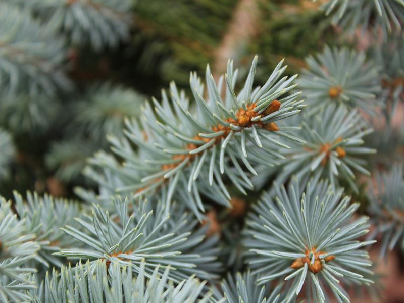 Picea pungens 'Globosa'-25873