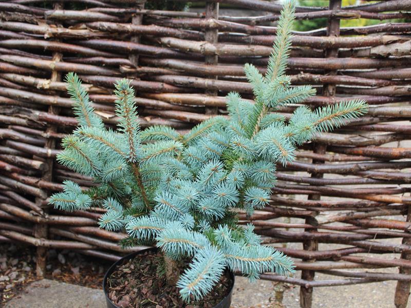 Picea pungens 'Globosa'-0