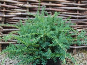 Podocarpus lawrencei 'Blue Gem'-0