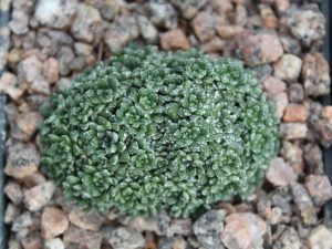 Saxifraga cochlearis 'Pseudo-valdensis'-0