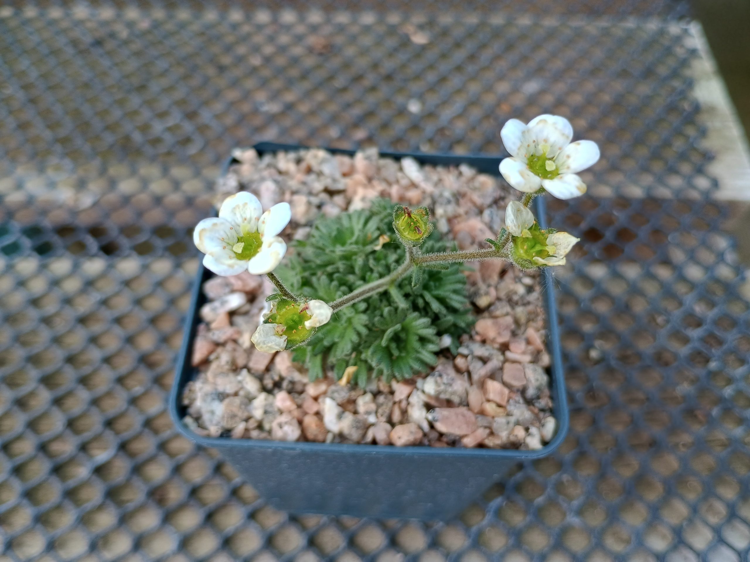 Saxifraga pubescens 'Snowcap'