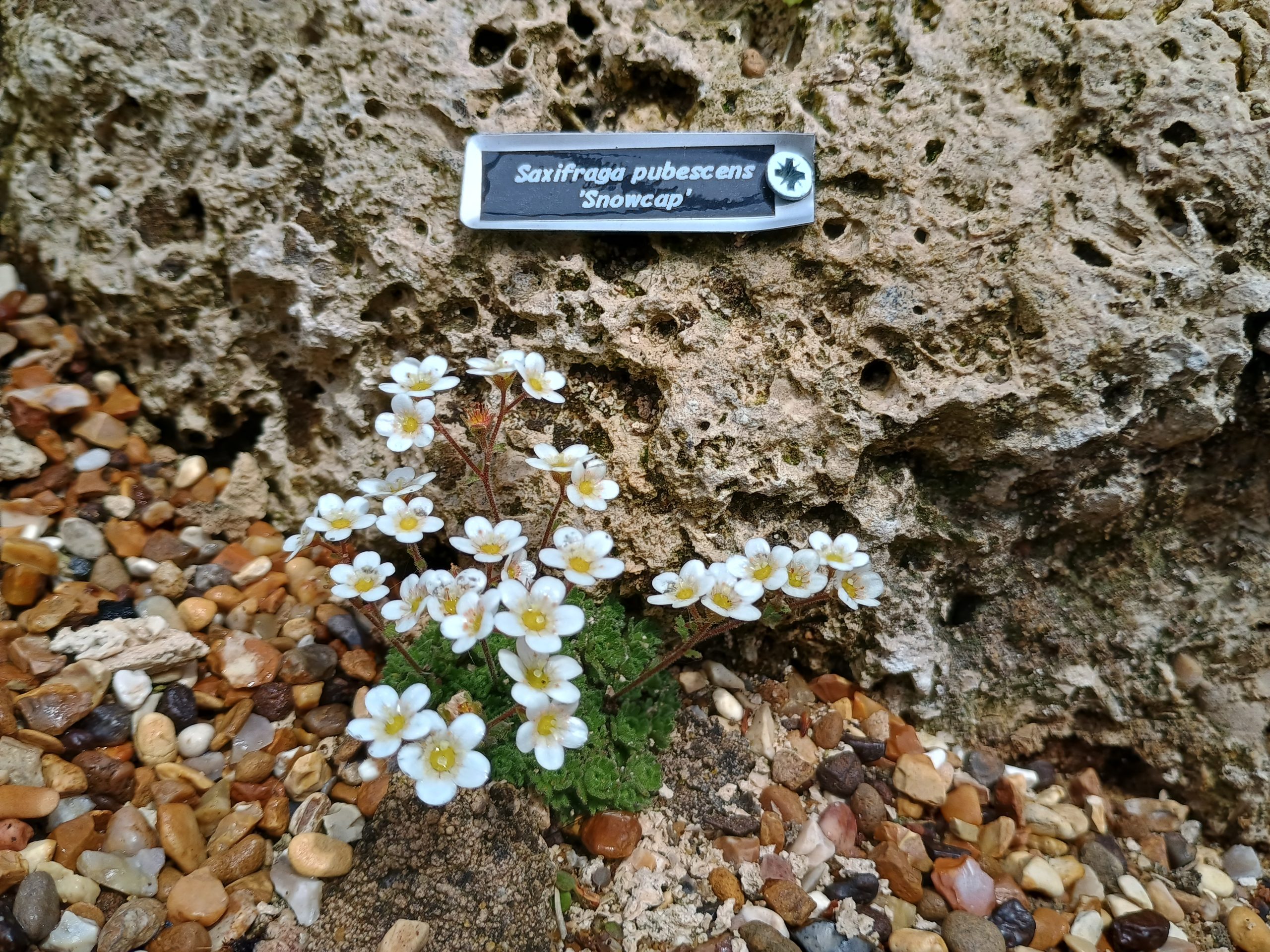 Saxifraga pubescens 'Snowcap'