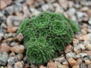 Saxifraga pubescens 'Snowcap'-0