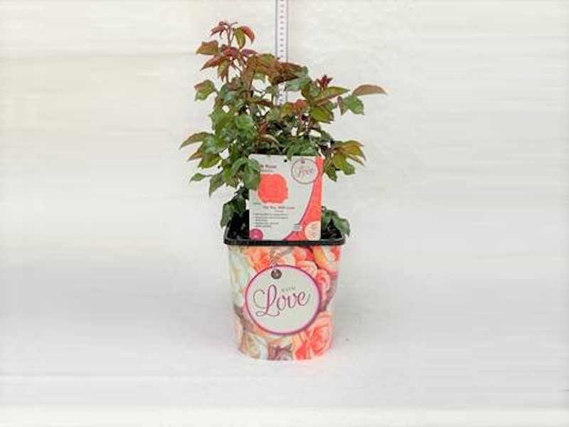 Rosa Hybrid Tea Silver Anniversary (Poulari) Living Gift-25859