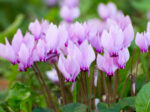 Cyclamen