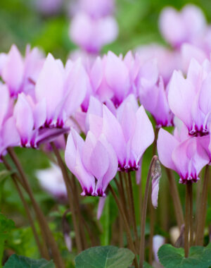 Cyclamen
