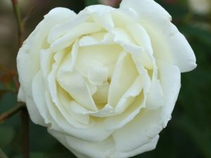 Rosa Hybrid Tea Silver Anniversary (Poulari) Living Gift-0