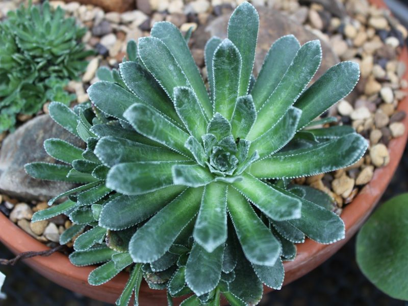 Saxifraga 'Southside Seedling'-0