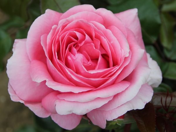 Rosa Hybrid Tea Special Anniversary (Whastiluc) Living Gift-0