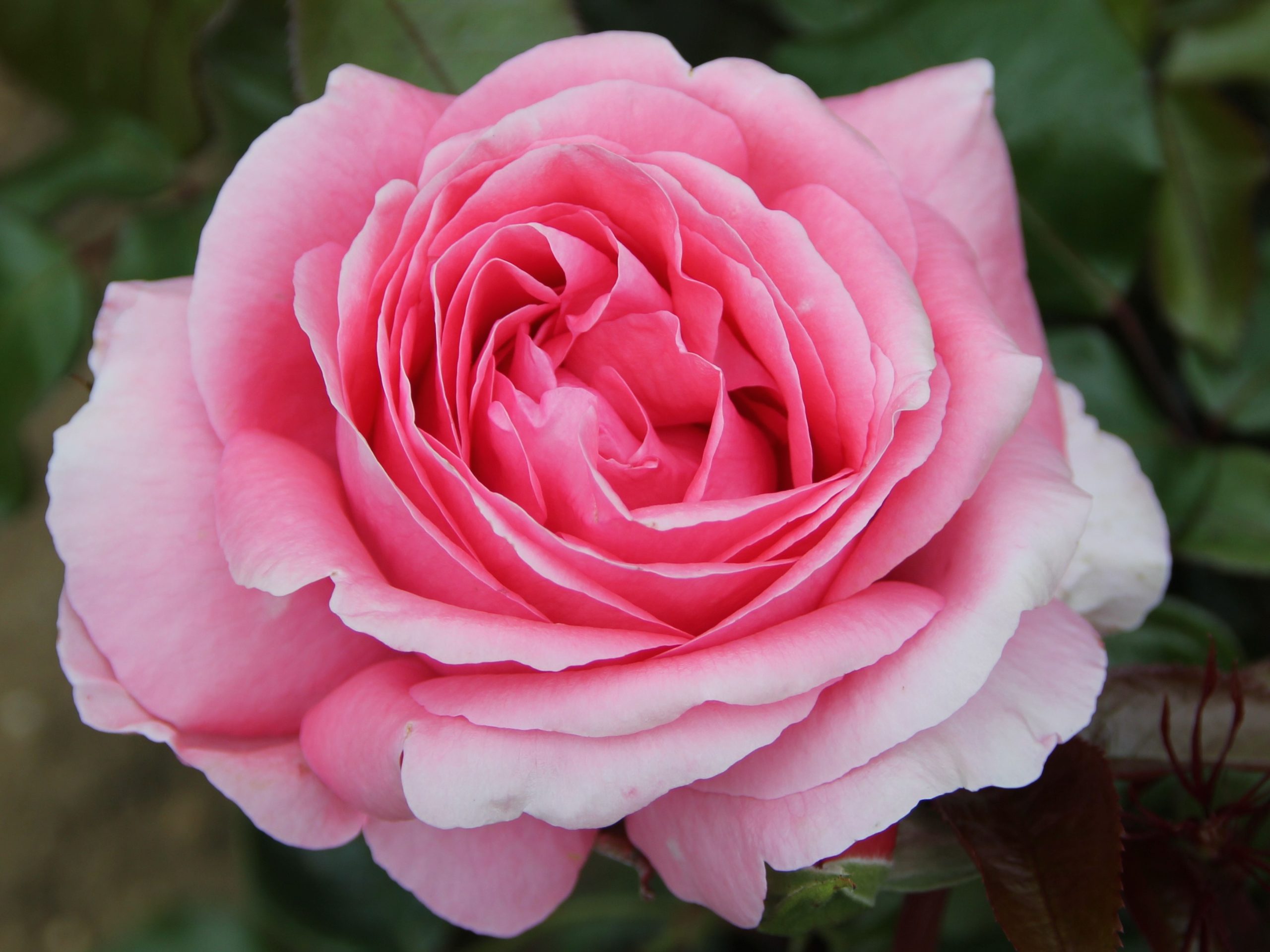 Rosa Hybrid Tea Special Anniversary (Whastiluc) Living Gift-0