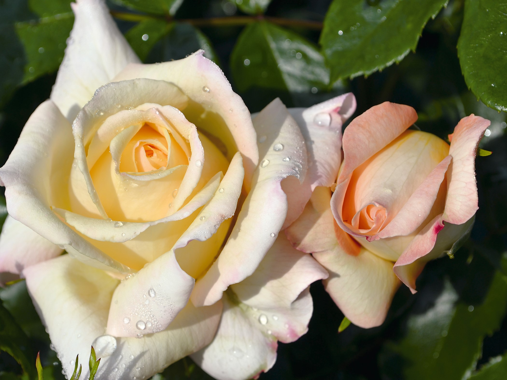 Rosa floribunda Special Day (Noack2008) Living Gift-0