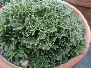 Saxifraga paniculata 'Stephanie'-0