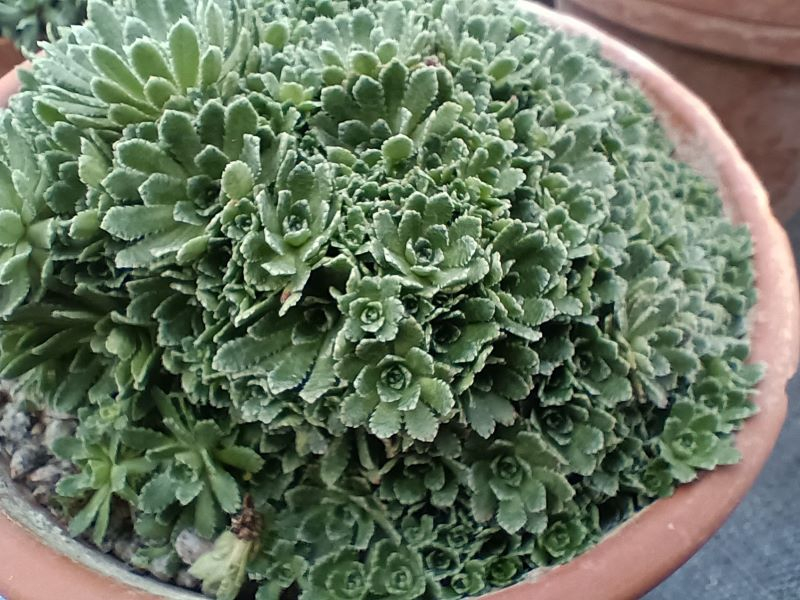 Saxifraga paniculata 'Stephanie'-0