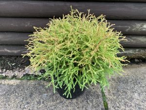 Thuja occidentalis 'Golden Tuffet'-0