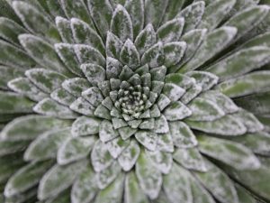 Mature rosette