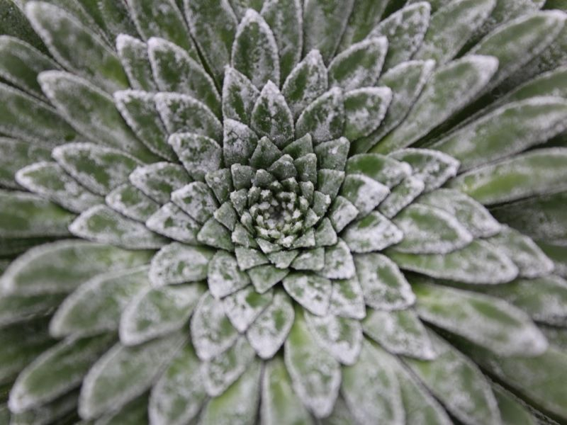 Mature rosette