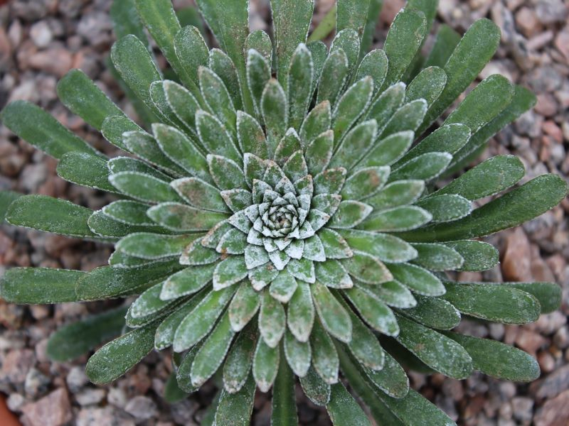 Saxifraga x calabrica 'Tumbling Waters-25899