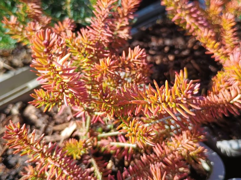 Golden foliage