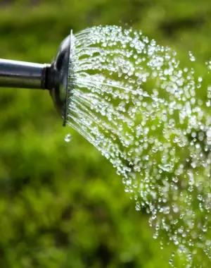 Watering and Spraying