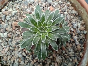 Saxifraga catalaunica 'Waterperry Wine'-0