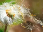 Weed Control